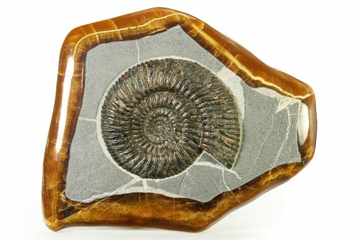 Ammonite (Speetoniceras) Fossil in Decorative Simbircite Display #317659